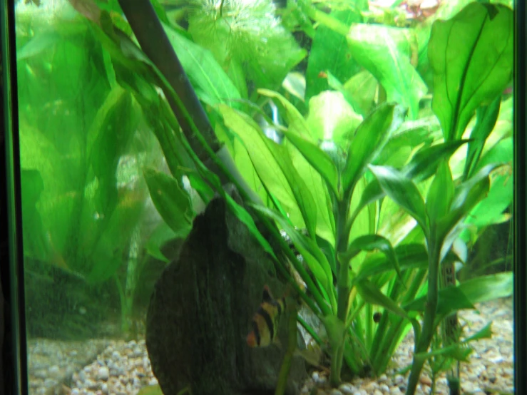 a plant and some rocks in an aquarium