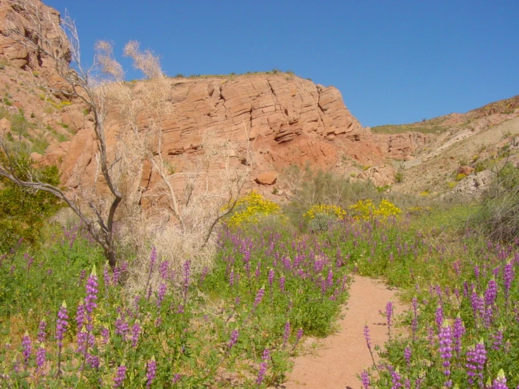 a dirt path in the middle of flowers