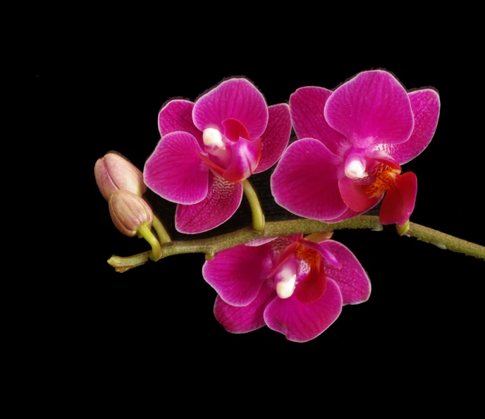 a pink flower with brown tips is growing on the stem