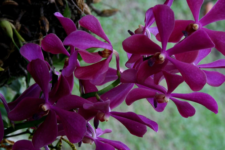 purple flowers growing near the ground on a sunny day