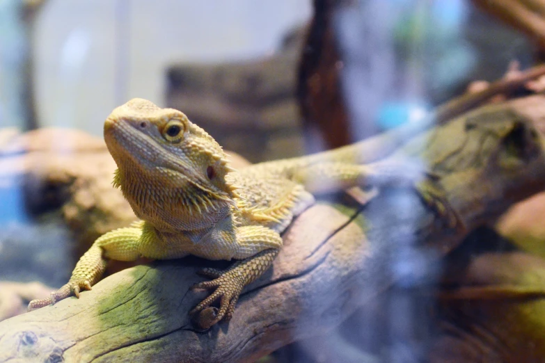 a lizard sitting on top of a tree nch