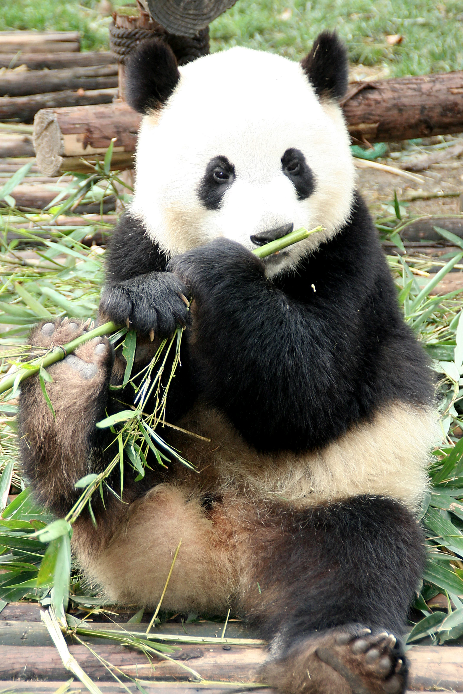 a panda sitting down eating bamboo from its hands