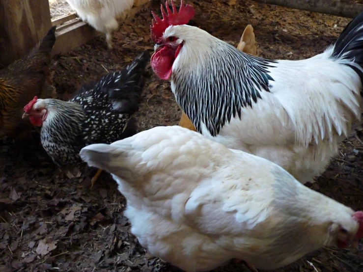 chickens are pecking around on the ground together