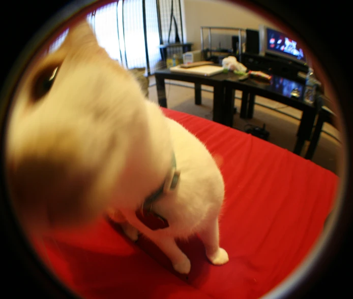 there is a cat standing on a red table