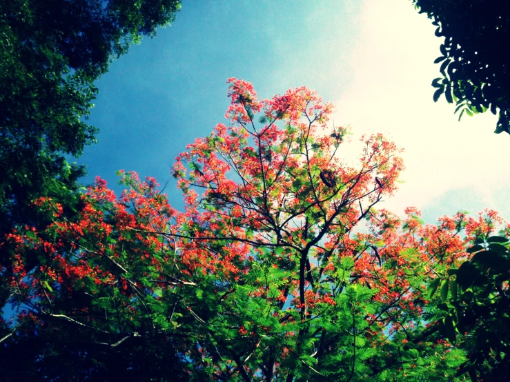 colorful trees with bright red flowers and blue sky