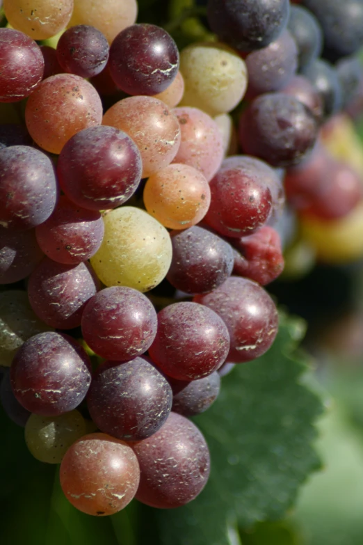 many different colored fruits are attached to the gs