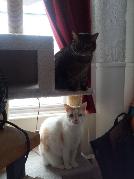 two cats sitting on top of cat tree and looking around