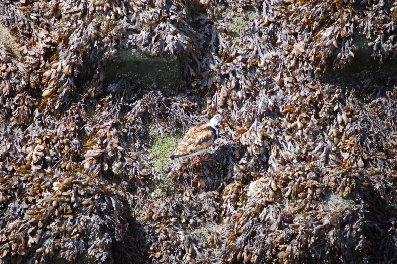 this is a bird in the middle of dead vegetation