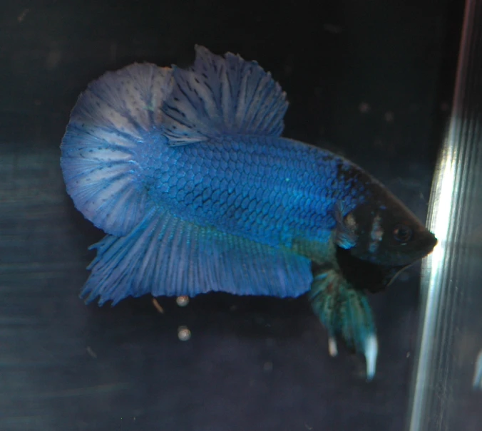 a blue beth fish on display in an aquarium