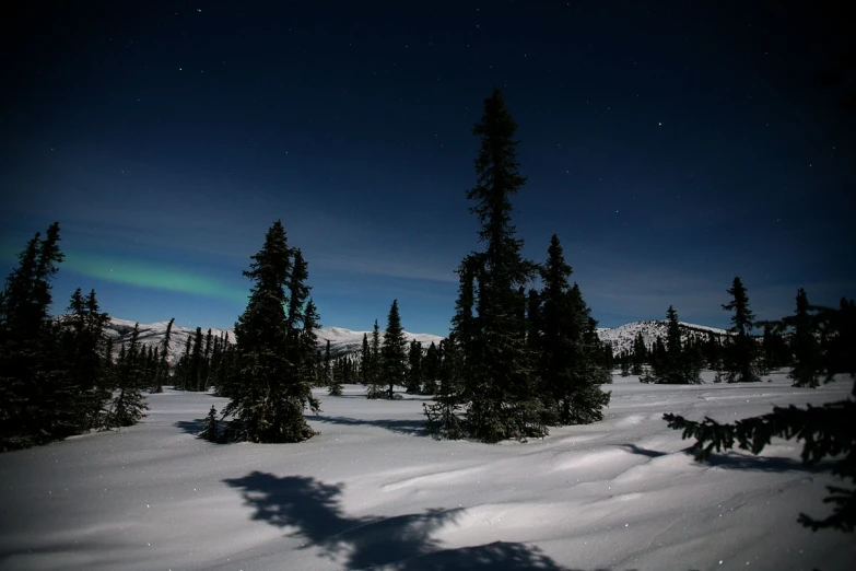 the view of snow covered trees from below at night