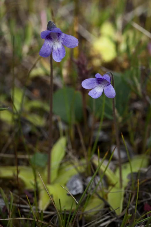 a pair of purple flowers grow in some dirt