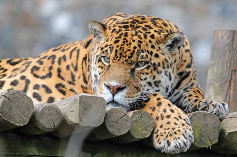 the large, furry, adult leopard is resting on top of a wooden post