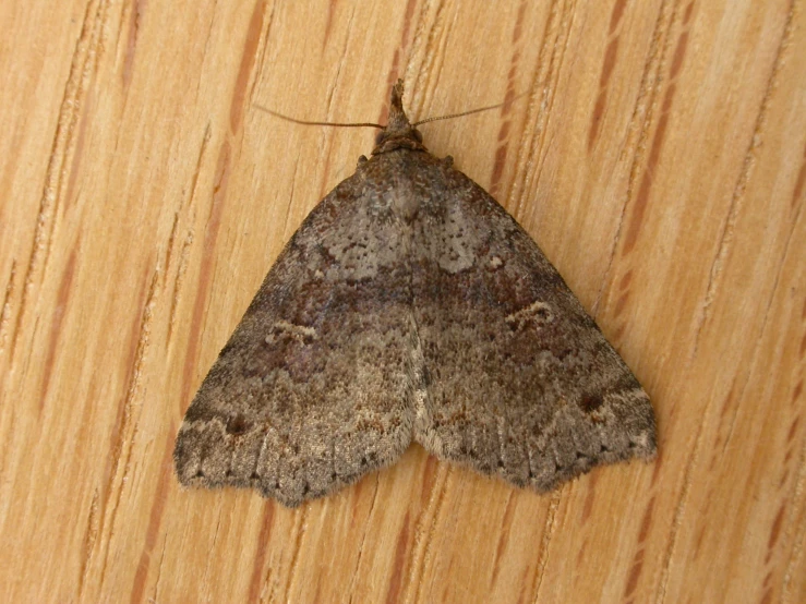 a brown moth on a wooden surface