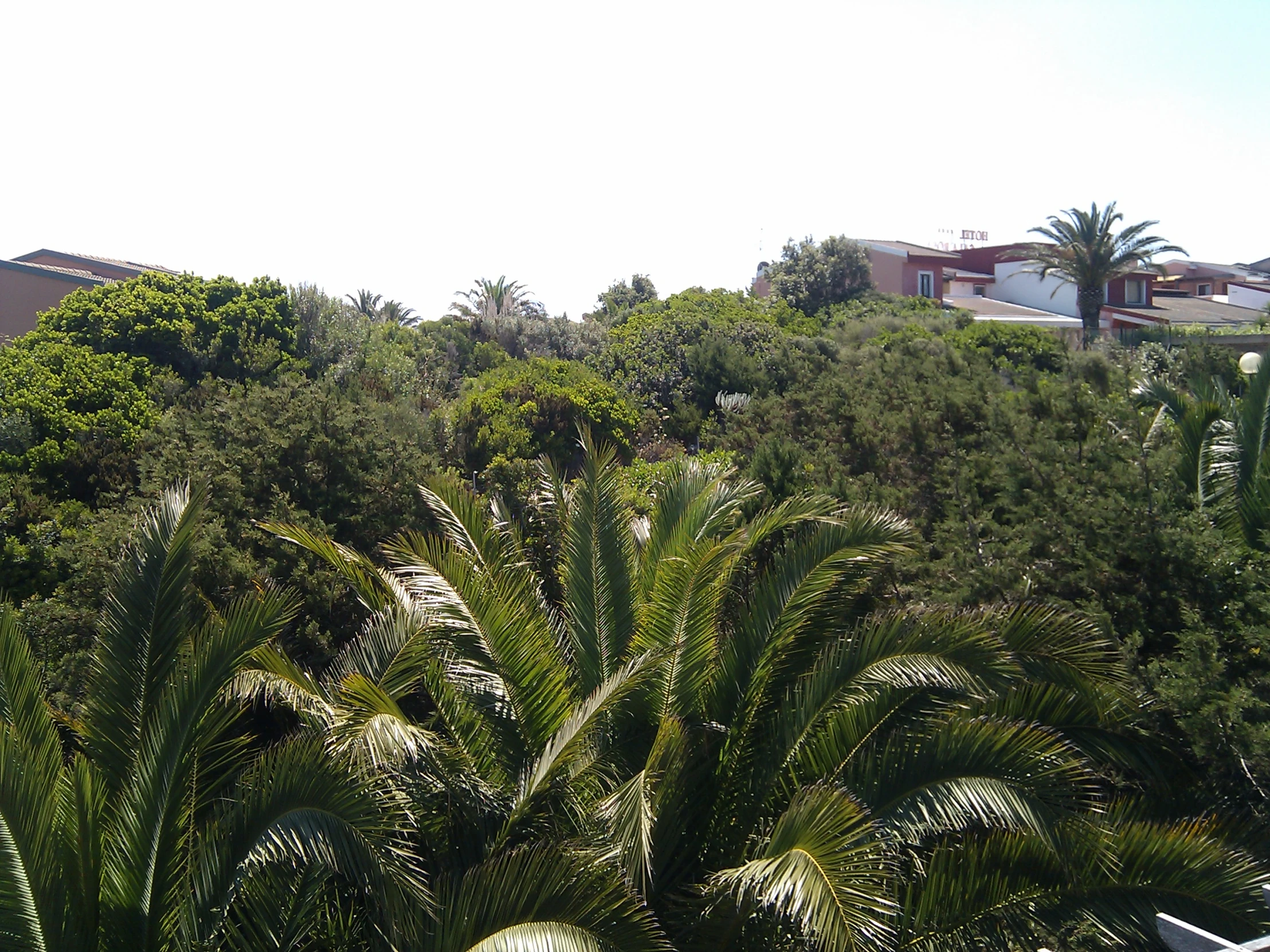 trees in the foreground and buildings in the background