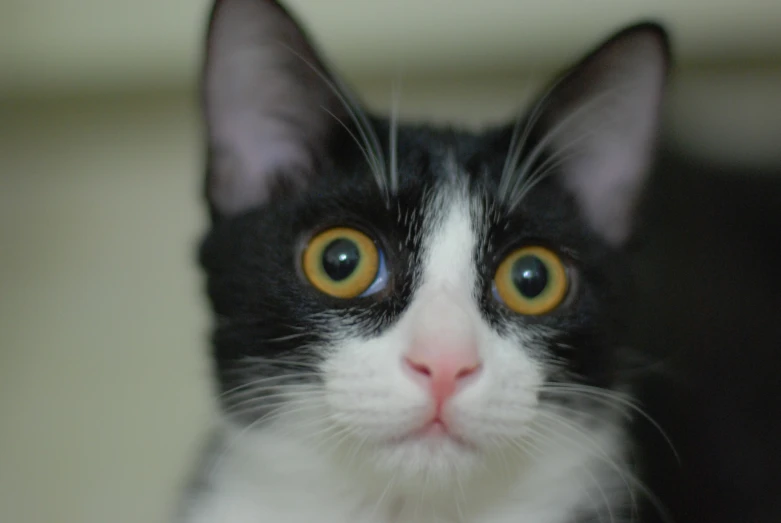 close up picture of a black and white cat