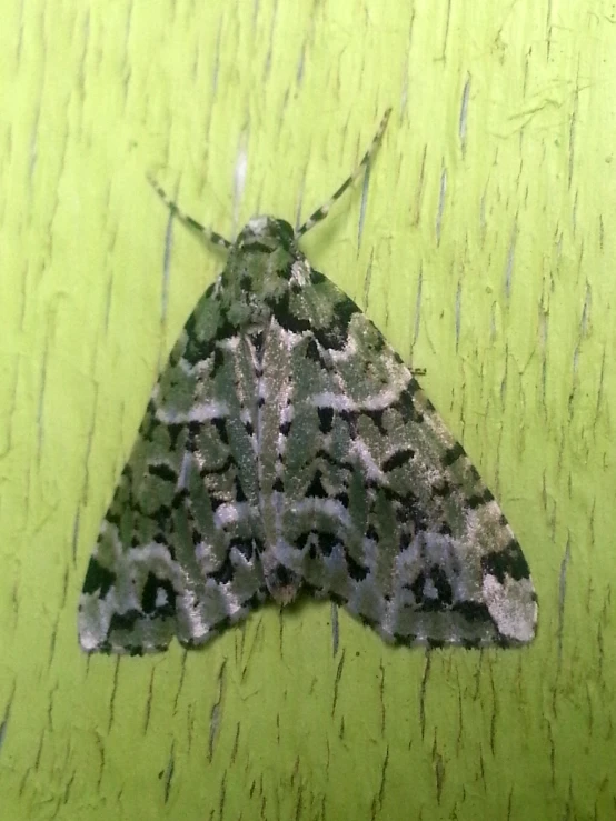 an image of a moth on a green wall