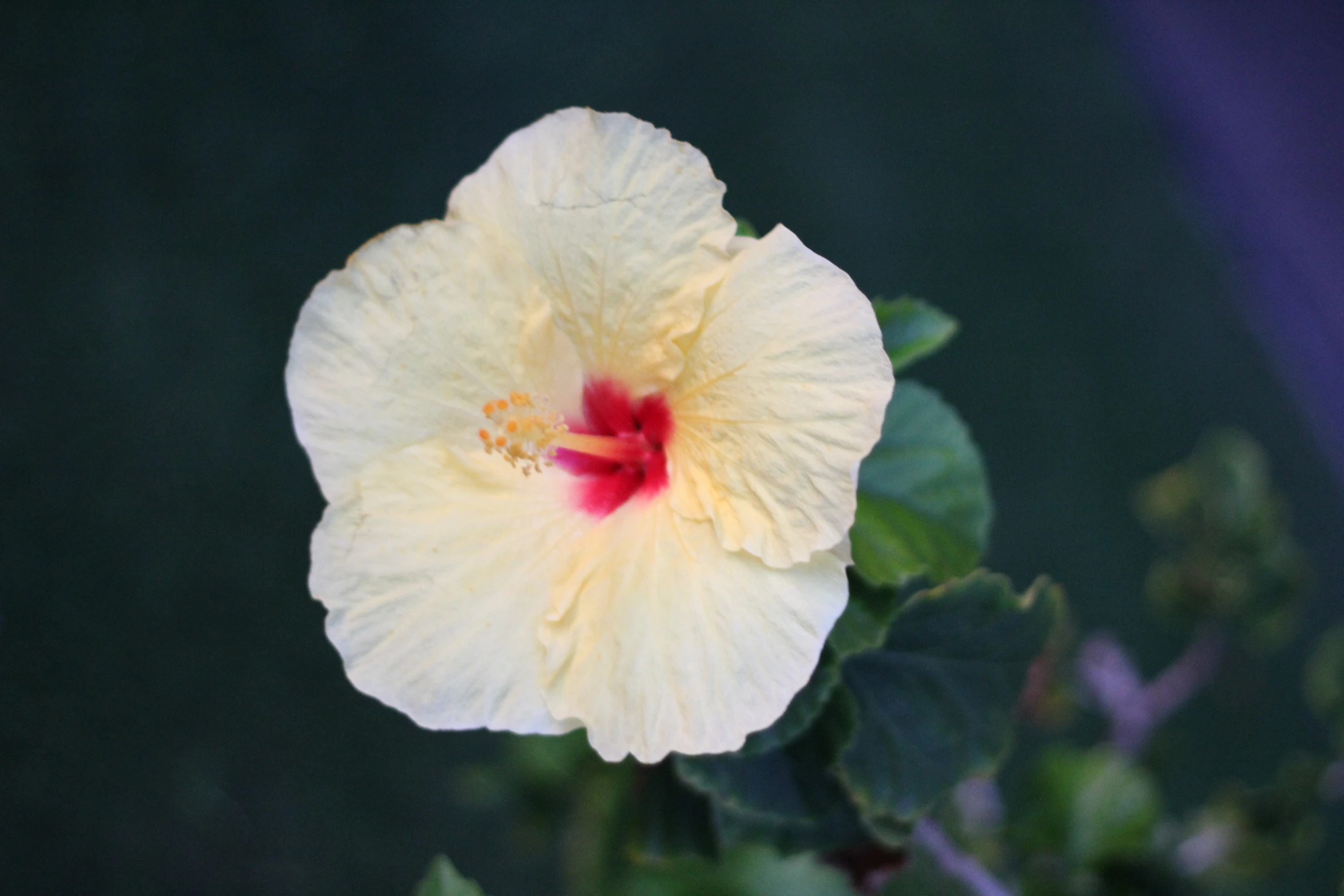 a yellow flower that is blooming next to green leaves