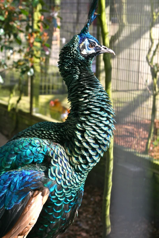 there is a peacock standing in front of a cage