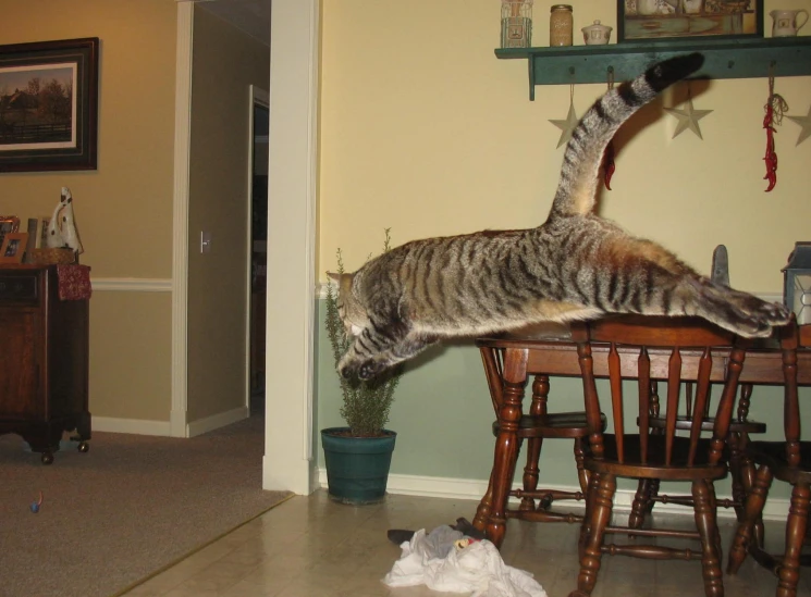 a cat jumps up to eat food from a bowl on a table