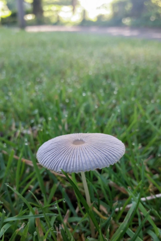 a small white mushroom sitting on top of a green field