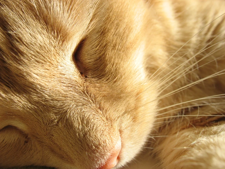 a close up po of an orange cat sleeping