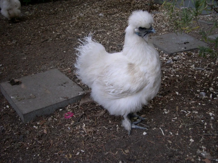 a white fluffy chicken stands on some dirt and rocks