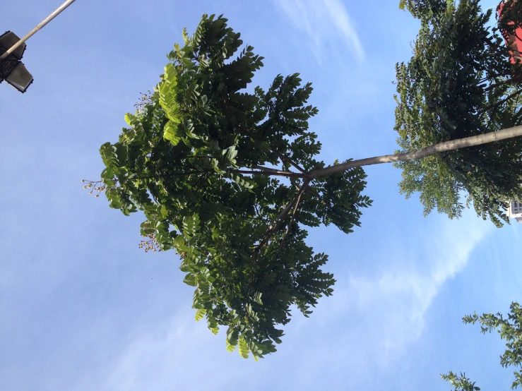 a street light on an empty tree - lined street