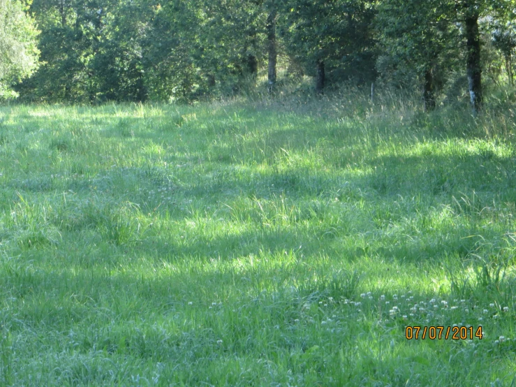 a grassy field with trees in the background