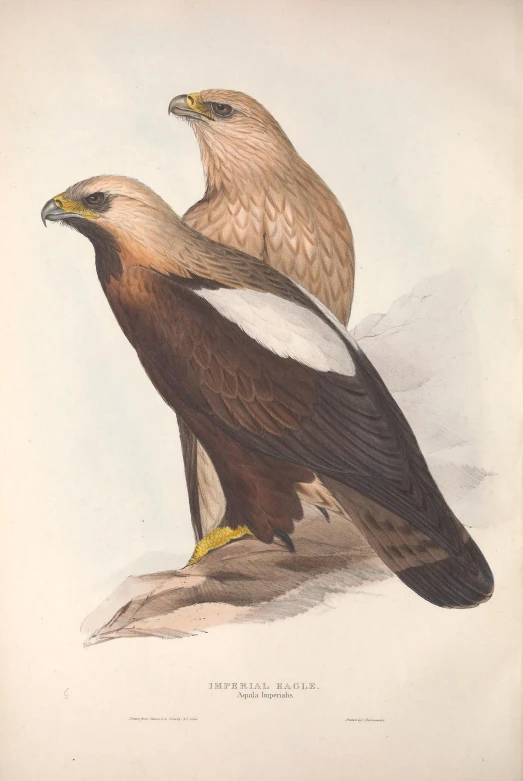 two large birds with brown wings sit on top of a rock