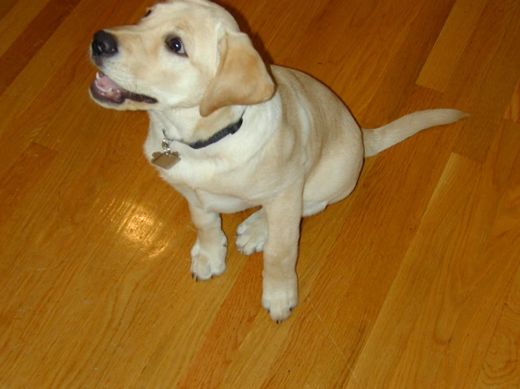 a small light colored puppy sitting on a hard wood floor