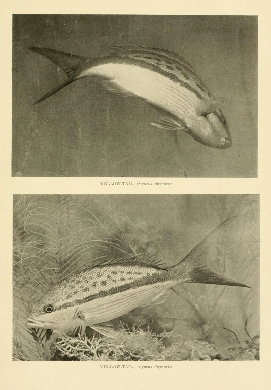two paintings of fish with long tails and a small one