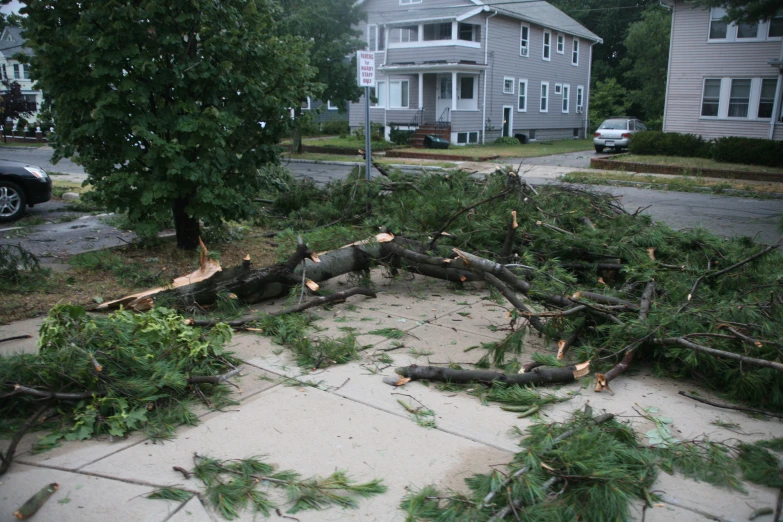 several trees are uprooted, in front of the house