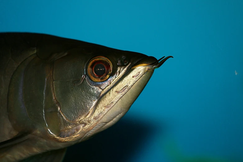 the eyes of a fish on the back of a wall