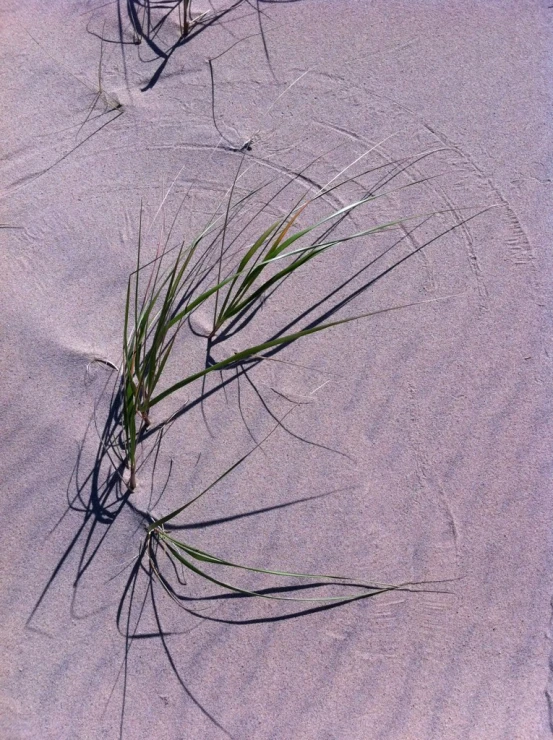 a couple of small plants on a sandy beach