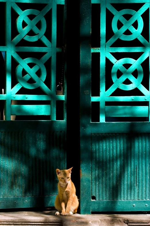 an orange cat sits on the cement in front of a green door