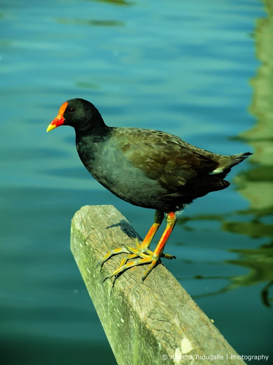 a black bird sitting on a fence by the water