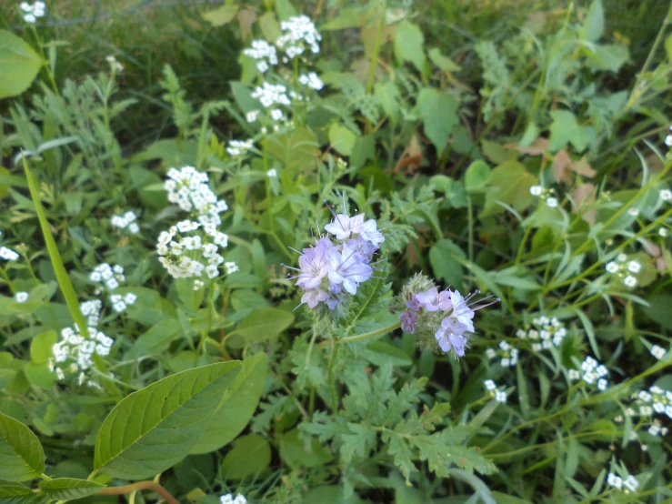 a field with small flowers, leaves and other greenery