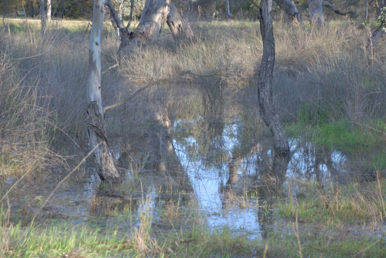 the image shows a landscape in a wild country setting with a reflection of the water