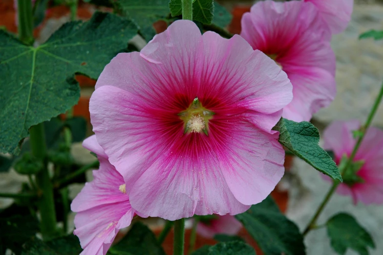 a close up s of a purple flower with green leaves