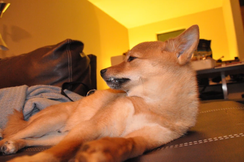 a brown dog resting on a couch in a living room