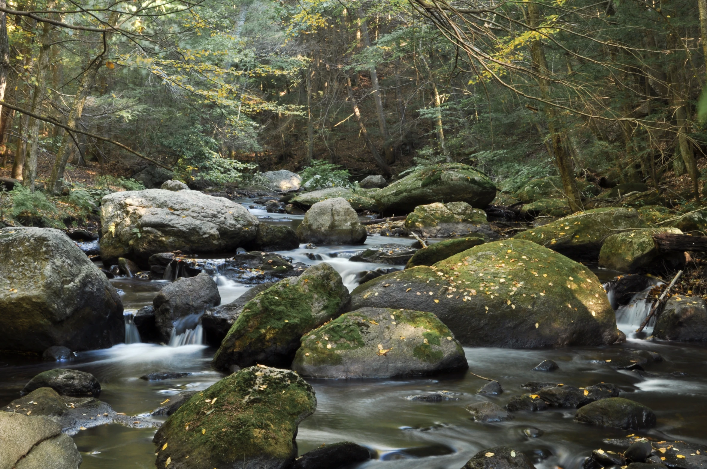 many rocks and trees by the stream