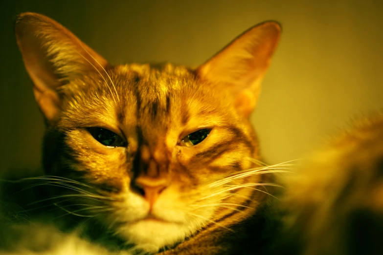 a cat with green eyes stares intently at the camera