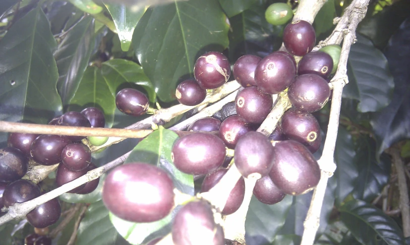 close up of red and black fruits growing on nches