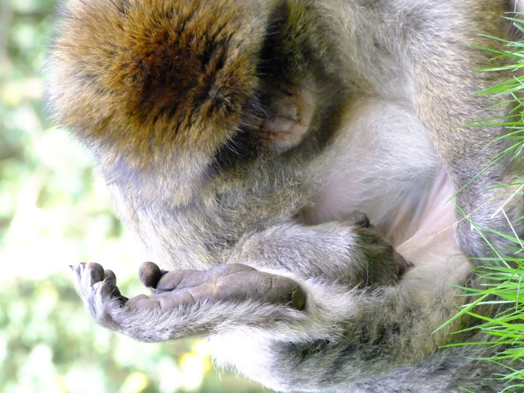 the baby monkey is curled up with its hand on it