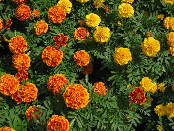 a close up of some very pretty flowers