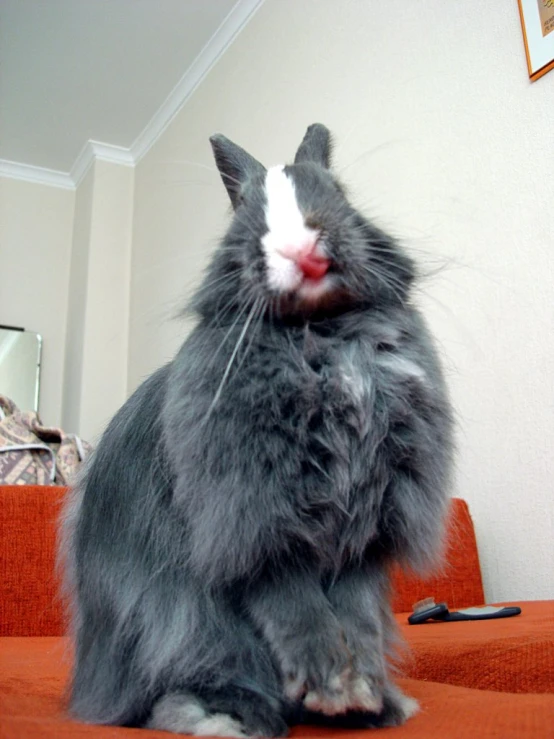 cat with one eye open and one ear pointed out, sitting on top of couch