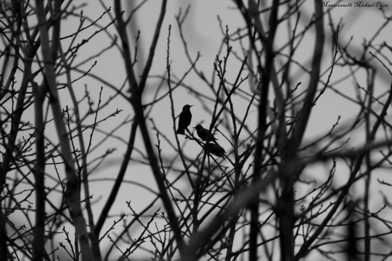 two black and white birds sit on nches