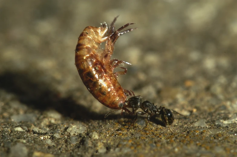 two bugs on the ground with one bug sitting in it