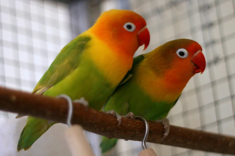 two colorful birds are perched on a nch