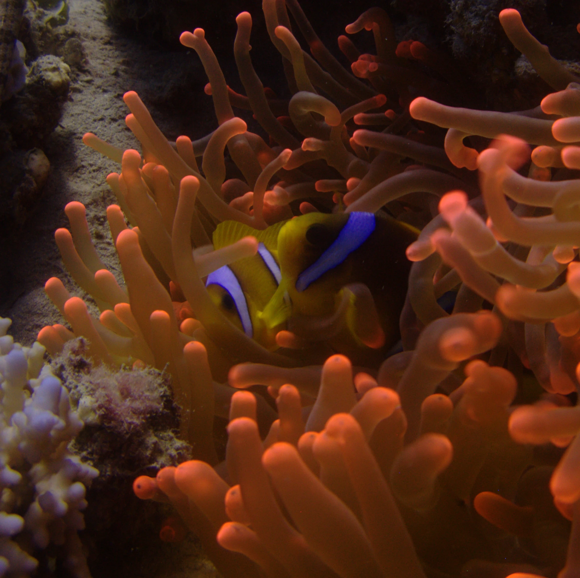 an orange and white clownfish near some sea anemone